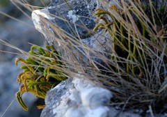 Phlegmariurus gnidioides