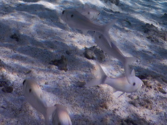 Mulloidichthys flavolineatus