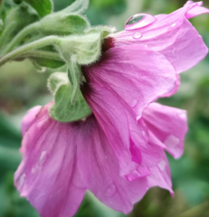 Malva olbia