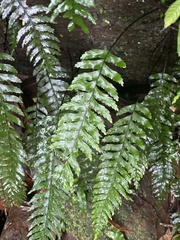 Hymenasplenium unilaterale