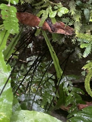 Hymenasplenium unilaterale