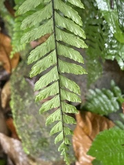Hymenasplenium unilaterale