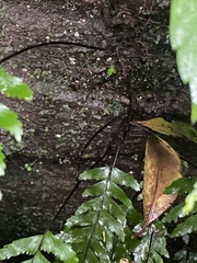 Hymenasplenium unilaterale