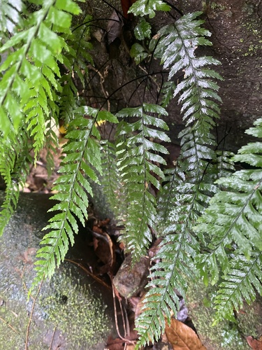 Hymenasplenium unilaterale
