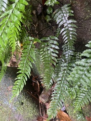 Hymenasplenium unilaterale