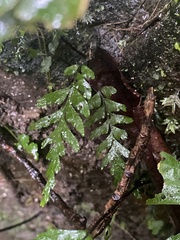 Hymenasplenium unilaterale