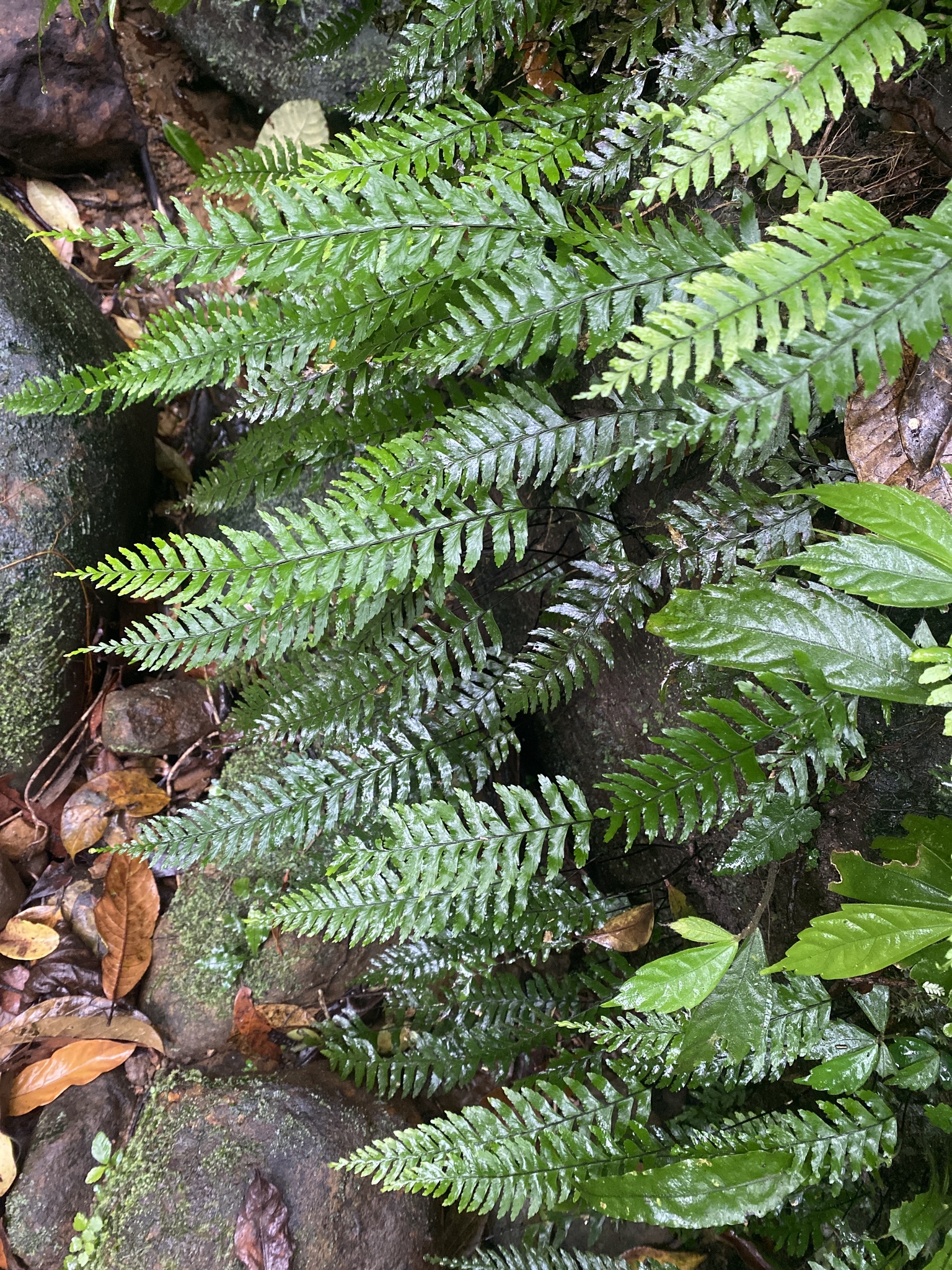 Hymenasplenium unilaterale