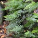 Halved-Spleenwort - Photo (c) α Sco, some rights reserved (CC BY-NC), uploaded by α Sco