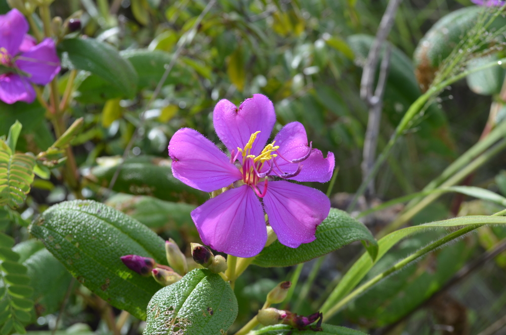 Dissotidendron