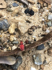 Probergrothius nigricornis