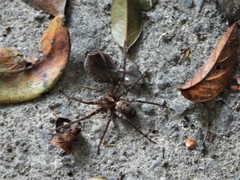 Heteropoda amphora