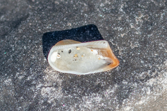 Tetrarca tetragona