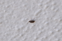 Hyalochilus ovatulus