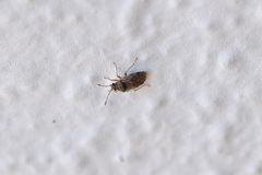 Hyalochilus ovatulus