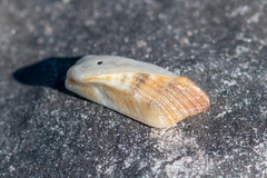 Tetrarca tetragona