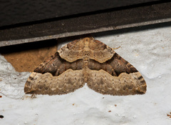 Xanthorhoe decoloraria