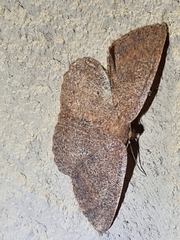 Casbia melanops