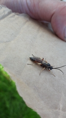 Ctenichneumon panzeri