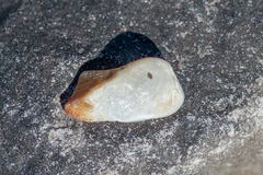 Tetrarca tetragona