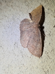 Casbia melanops