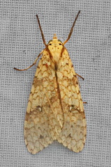 Lophocampa catenulata