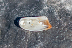 Tetrarca tetragona