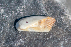 Tetrarca tetragona
