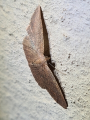 Casbia melanops