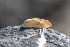 Tetrarca tetragona