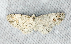 Physocleora flaviplaga