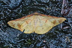 Simopteryx torquataria