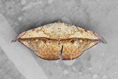 Oxydia obtusaria