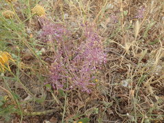 Allium daninianum