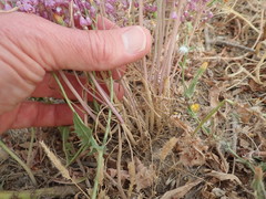 Allium daninianum