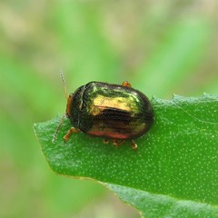 Calomela ruficeps