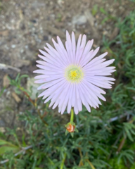 Lampranthus multiradiatus