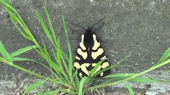 Arctia villica konewkaii