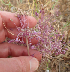Allium daninianum