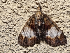 Microdes diplodonta