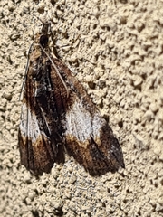 Microdes diplodonta