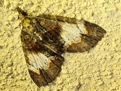 Microdes diplodonta