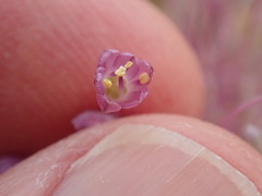 Allium daninianum