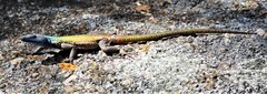 Platysaurus intermedius