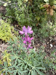 Lupinus hispanicus