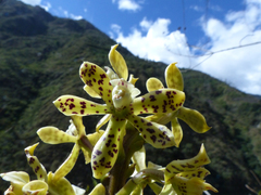 Prosthechea crassilabia