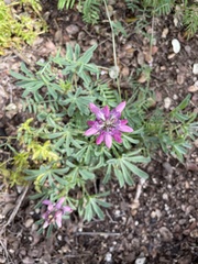 Lupinus hispanicus