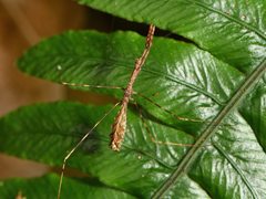 Ploiaria antipodum