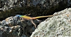 Platysaurus intermedius