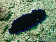 Pseudoceros caeruleocinctus