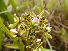 Prosthechea crassilabia